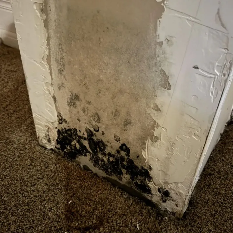 Professional Mold Removal in Lodi, WI